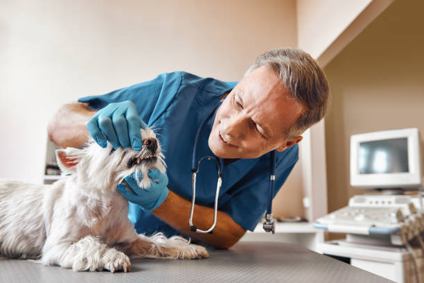 Best Emergency Dental Care for Broken or Chipped Teeth in Cajahs Mountain, NC